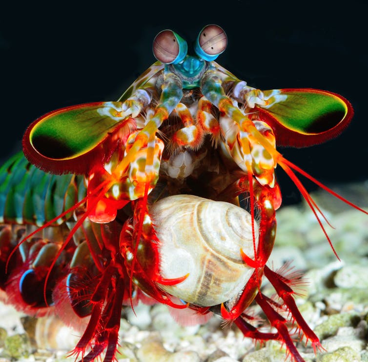 A cooler ocean predator than sharks? Consider the mantis shrimps