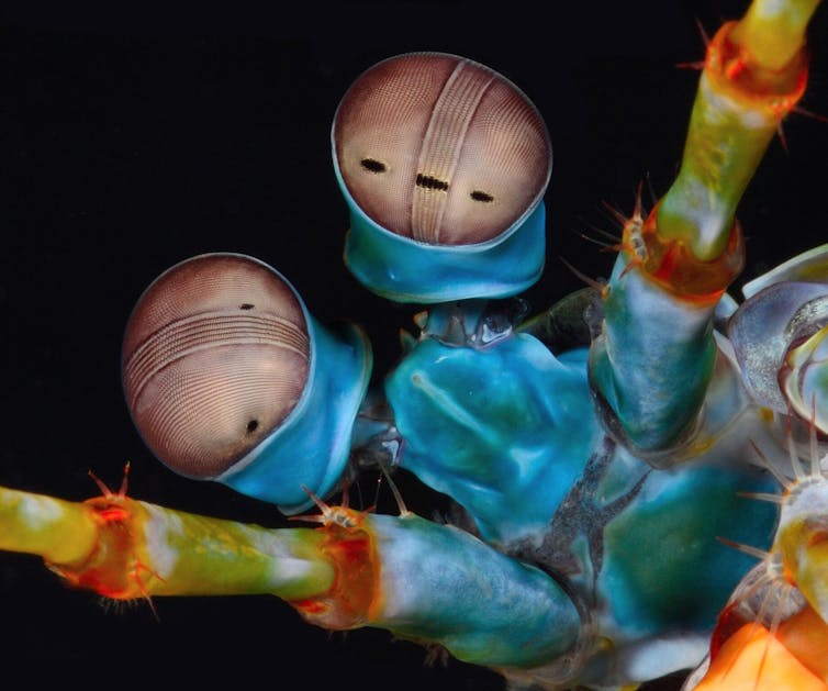 A cooler ocean predator than sharks? Consider the mantis shrimps