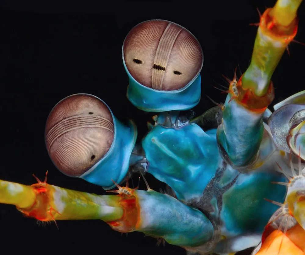 Shrimp Predators A cooler ocean predator than sharks? Consider the mantis shrimps