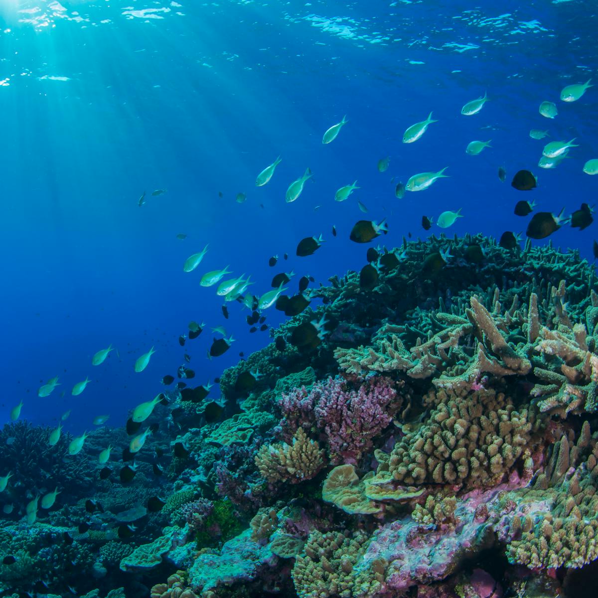 The 2016 Great Barrier Reef Heatwave Caused Widespread Changes To Fish Populations
