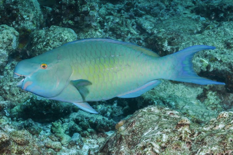 The 2016 Great Barrier Reef heatwave caused widespread changes to fish populations