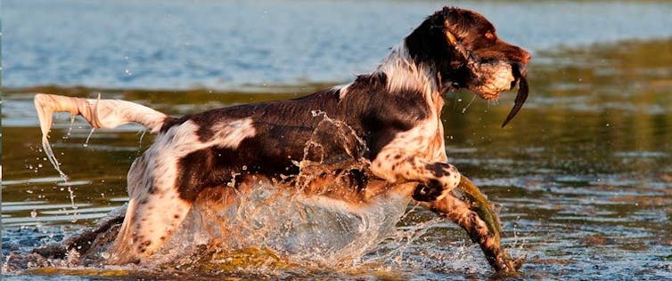 Training my dog taught me that it's people who really need training