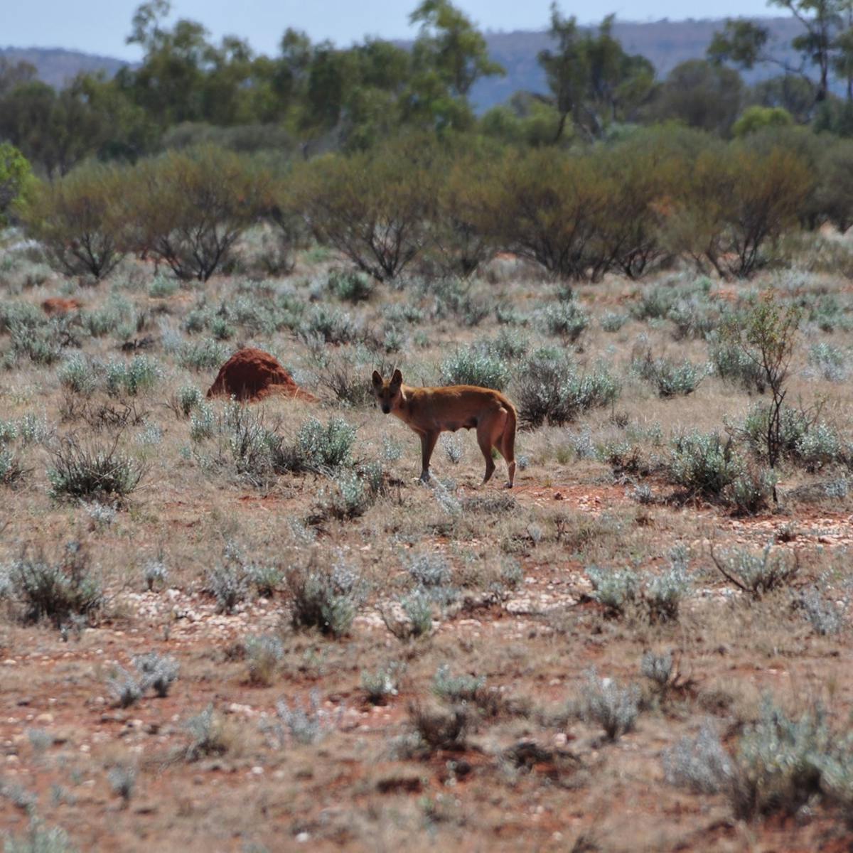 Why do dingoes attack people, and how can we prevent it? Why do dingoes attack people, and how can we prevent it?