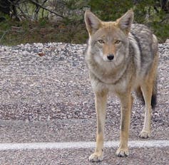 Why do dingoes attack people, and how can we prevent it?