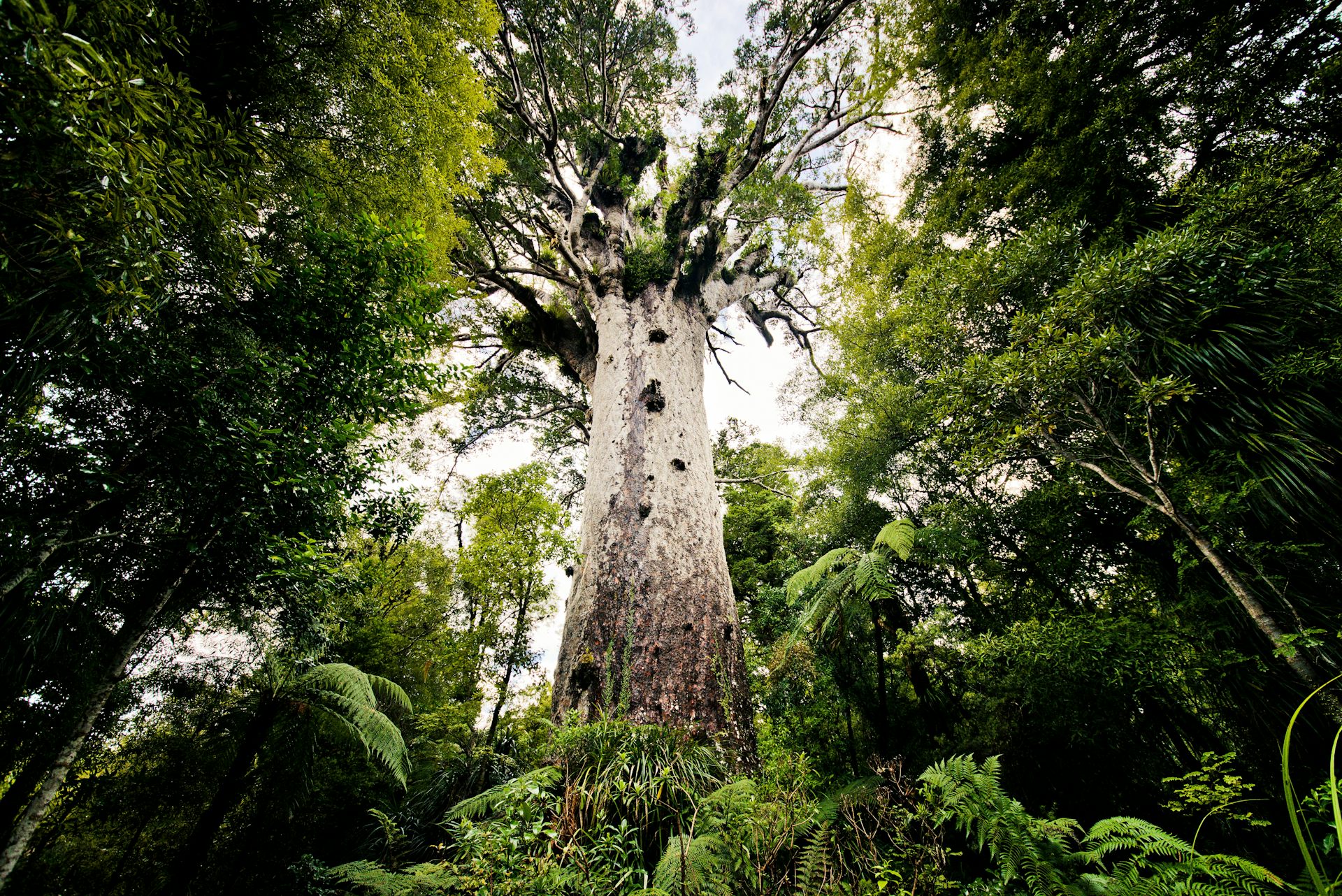 Каури дерево в новой Зеландии