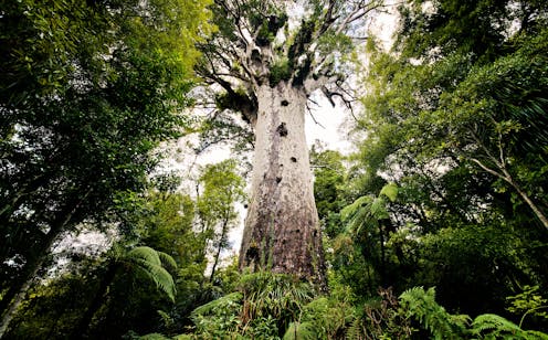 Image result for tane mahuta tree