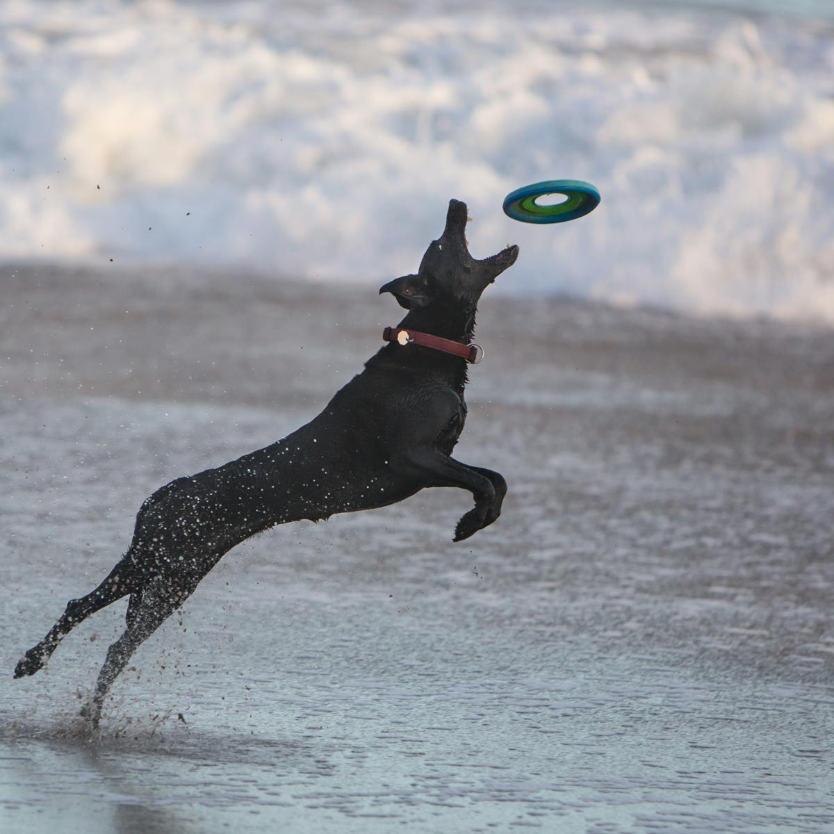 Are You Walking Your Dog Enough