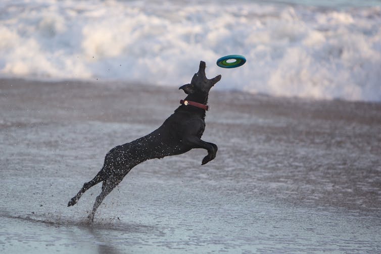 Are you walking your dog enough? 1 File 20180726 106524 hsrxju.jpg?ixlib=rb 1.1