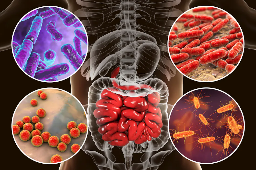Gut Bacteria Could Revolutionize Cancer Treatment, Study Finds