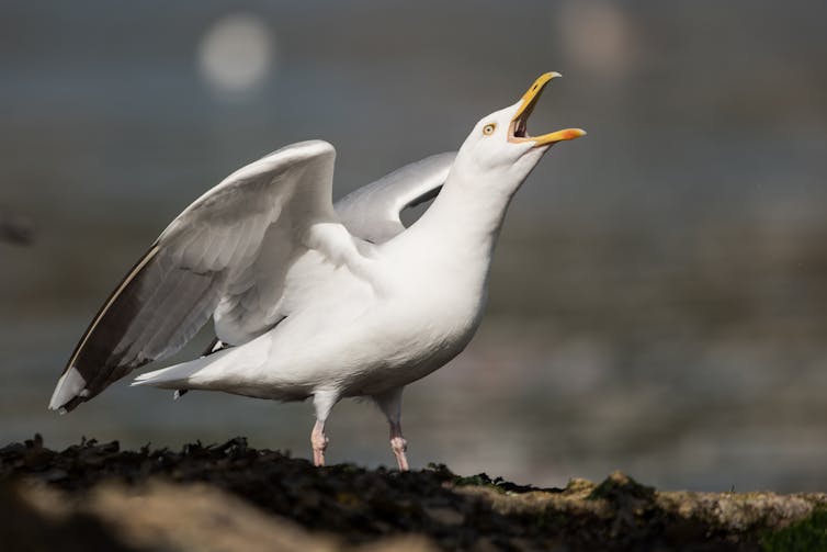 All-you-can-eat landfill buffet spells trouble for birds