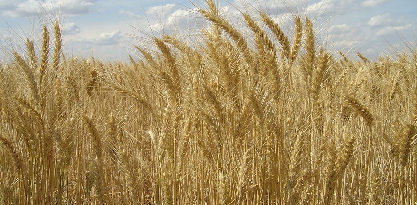 Scientists appalled by whippersnipper attack on csiro gm wheat trial