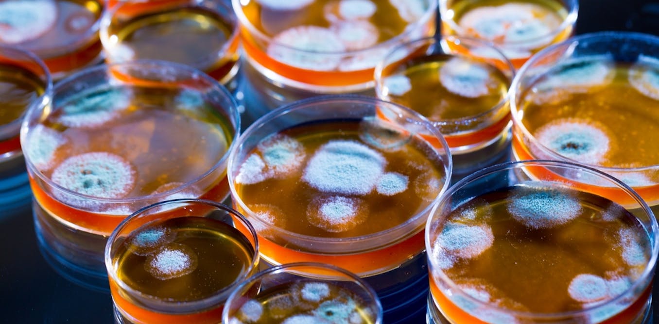 penicillin discovered antibiotics