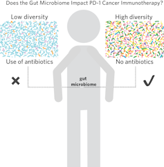 Could your gut microbes hinder your cancer treatment? A new first-in-human trial investigates