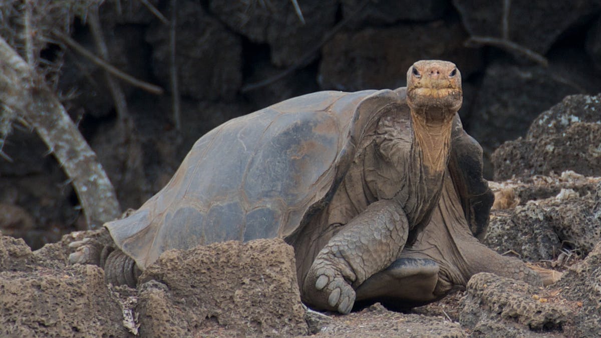 9 Extinct Animals That May Actually Still Be Alive Today Youtube Extinct Animals Animals Animals Beautiful