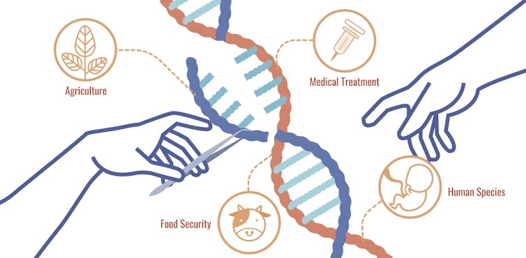 Here's what we know about CRISPR safety – and reports of 'genome vandalism'