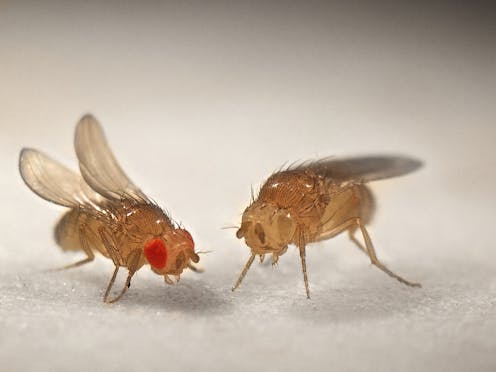 Mosca