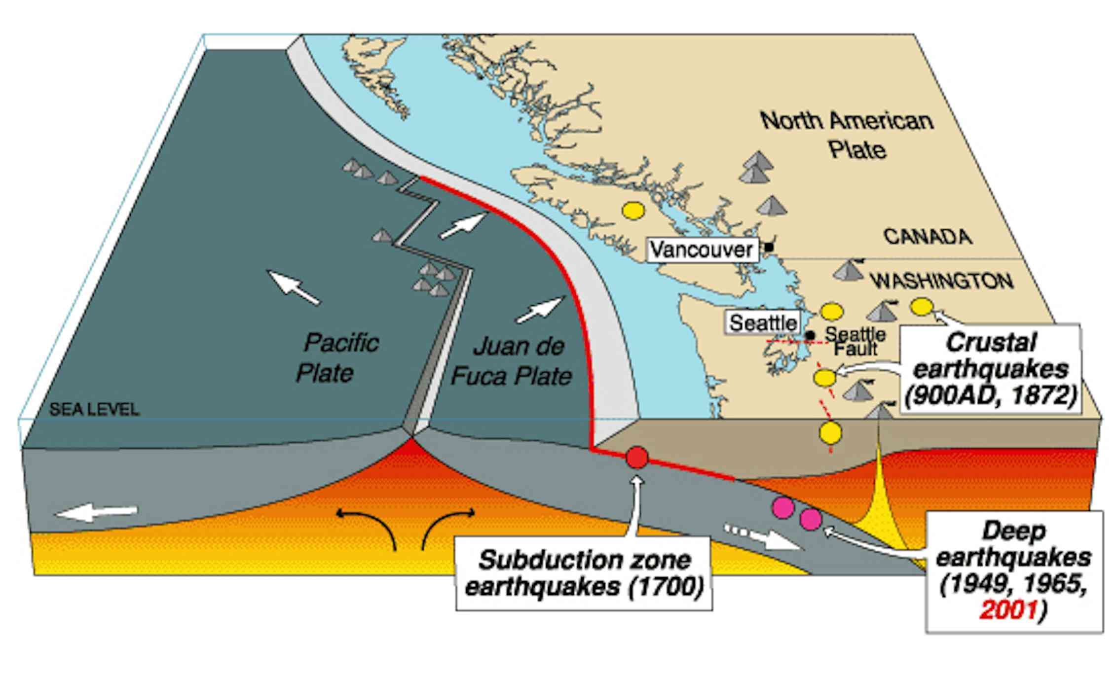 Parts of the Pacific Northwest's Cascadia fault are more seismically