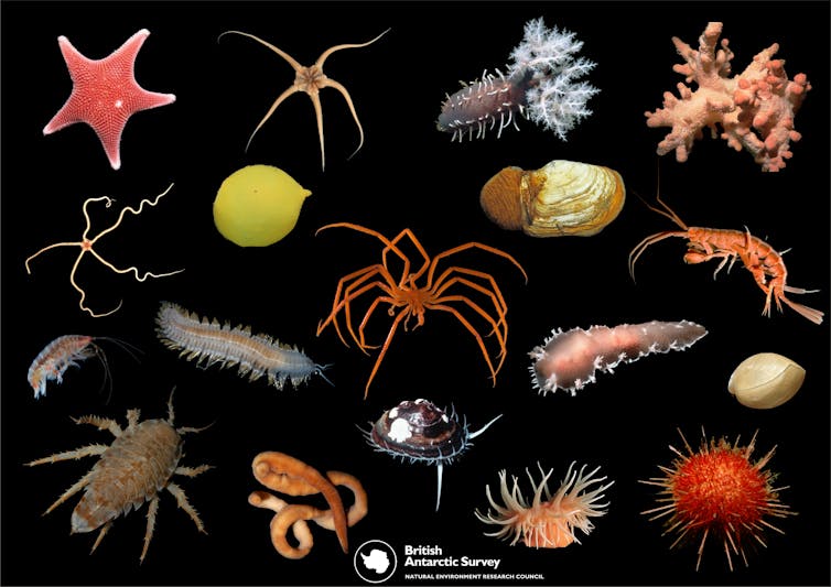 Antarctic seas host a surprising mix of lifeforms – and now we can map them
