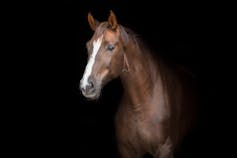 A horse named Virtue? (Shutterstock)
