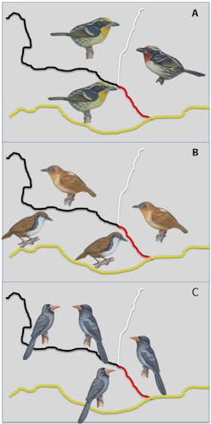Bird DNA helps explain Amazonian rivers' role in evolution