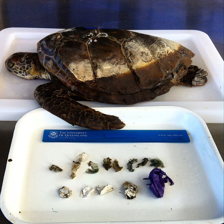 DEAD TURTLE. A green sea turtle that died after consuming 13 pieces of soft plastic and balloons, which blocked its gastrointestinal system. Kathy Townsend