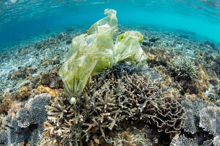 How do plastic bags harm our environment and sea life?