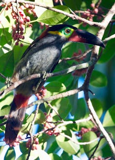 Bird DNA helps explain Amazonian rivers' role in evolution