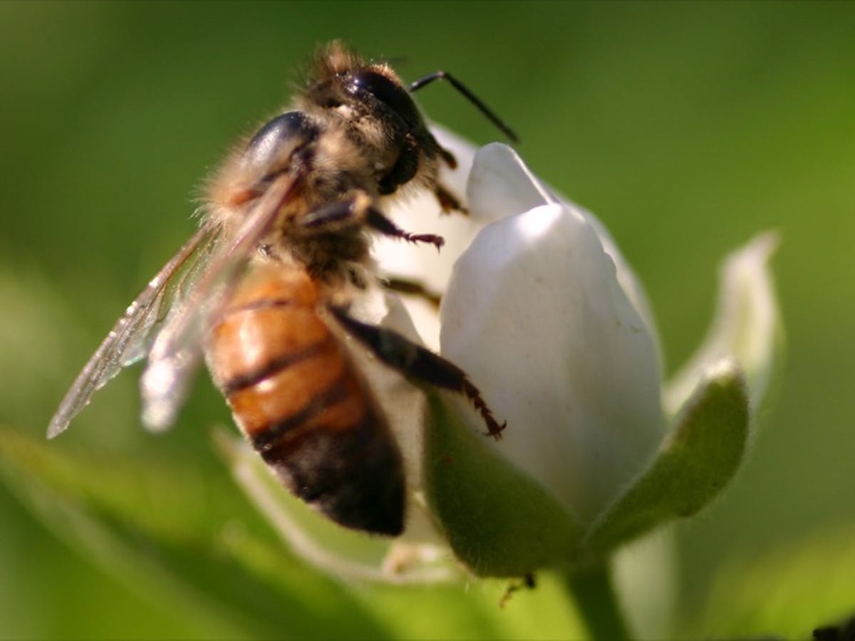 Association skuffe homoseksuel The buzz on bee pesticides: Australia should consider a ban
