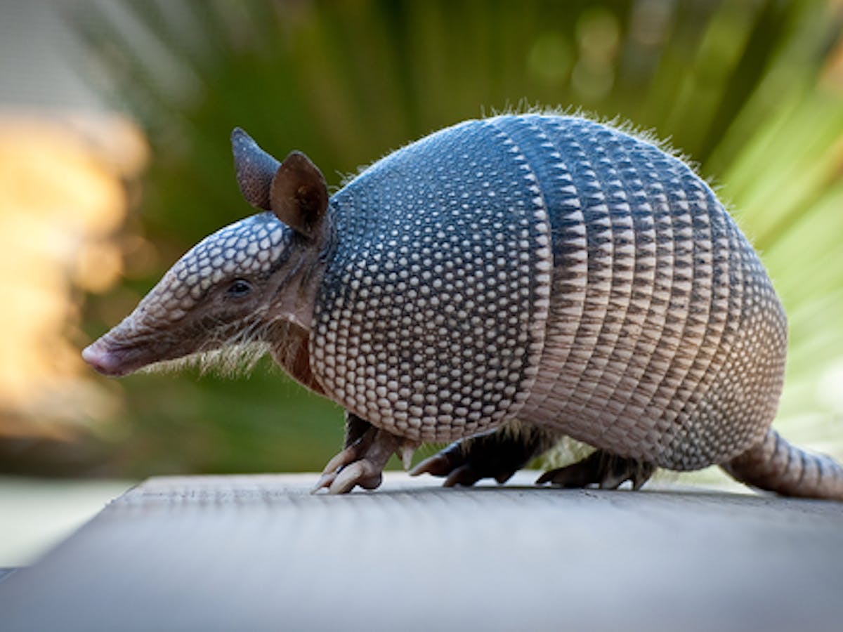 Humans Gave Leprosy To Armadillos Now They Are Giving It Back To Us