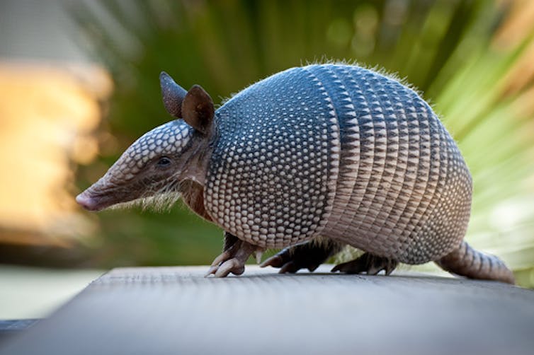 Humans Gave Leprosy To Armadillos Now They Are Giving It Back To Us
