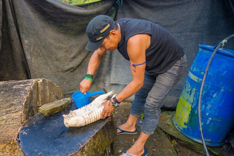 Humans gave leprosy to armadillos – now they are giving it back to us