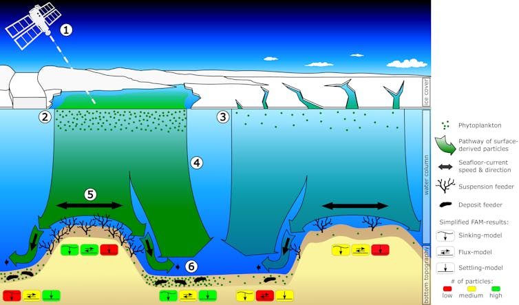 Antarctic seas host a surprising mix of lifeforms – and now we can map them