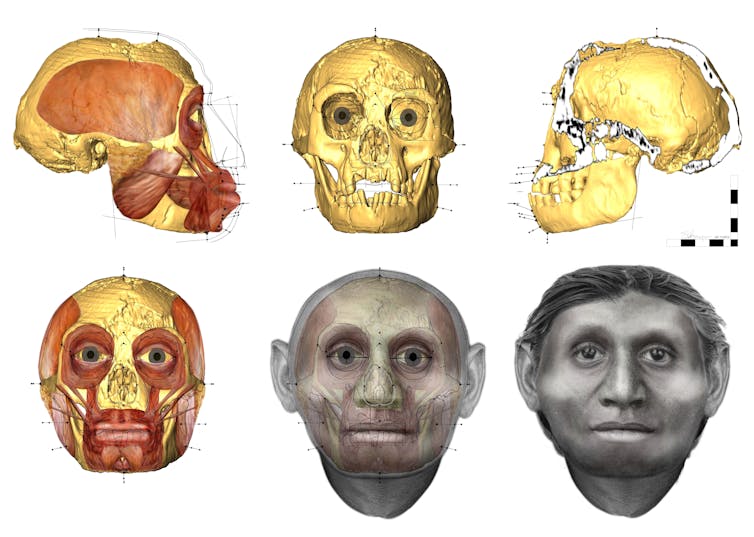 We know why short-statured people of Flores became small – but for the extinct 'Hobbit' it's not so clear