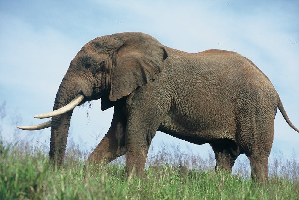 Elephant перевести. Elefant. Злой Африканский слон. Суматран слон. Африканский слон звуки.
