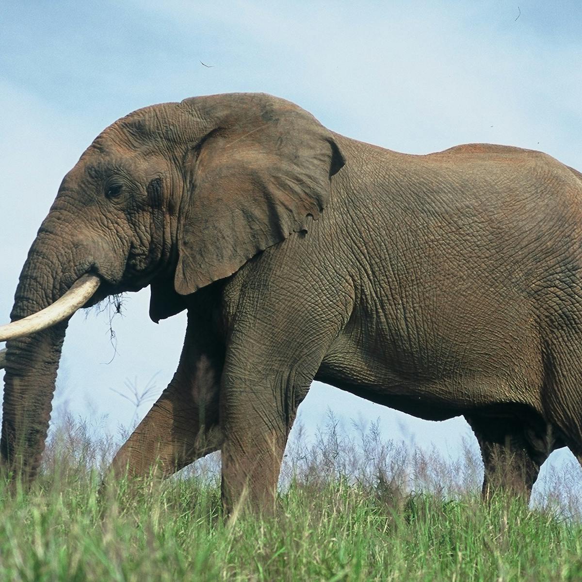 A gigantic trek: what it takes to move 200 elephants 1500 km