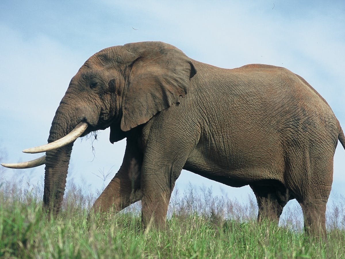 A gigantic trek: what it takes to move 200 elephants 1500 km