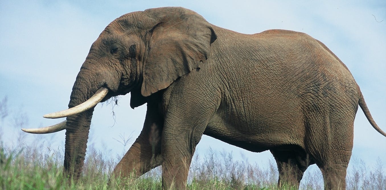 Звук слоника. Elefant. Злой Африканский слон. Суматран слон. Африканский слон звуки.