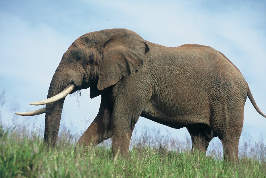 A gigantic trek: what it takes to move 200 elephants 1500 km