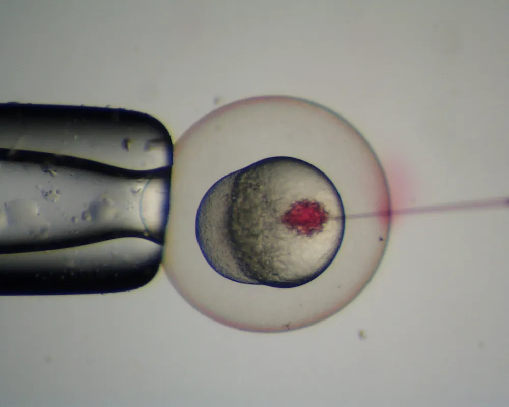 Zebrafish Injection Examples Zebrafish Embryo Injection Part:BBa K812000 Parts.igem.org