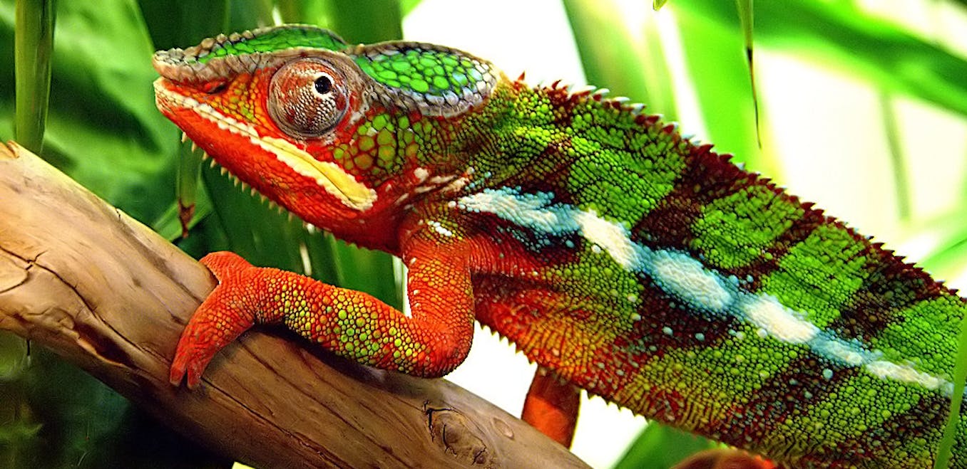 chameleon changing colors youtube