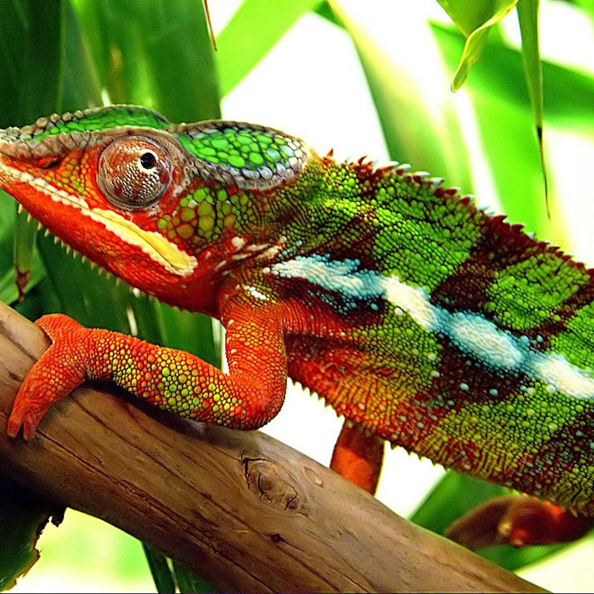 How do chameleons and other creatures change colour?