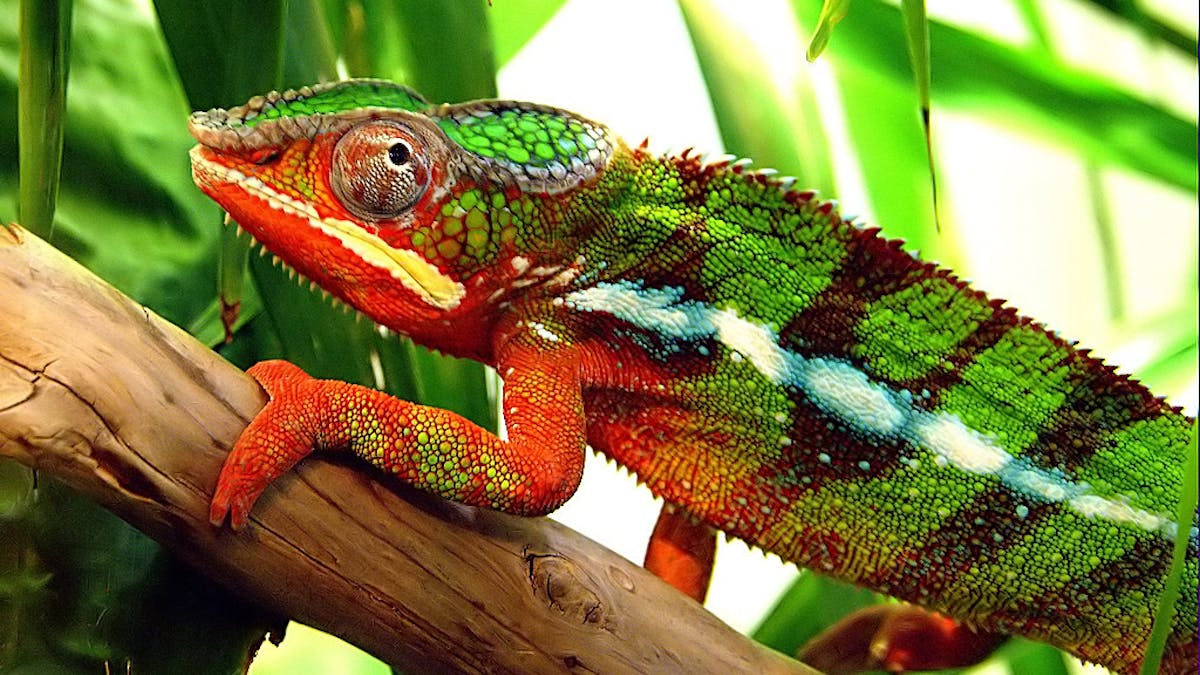 How do chameleons and other creatures change colour?