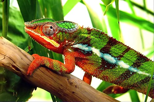 how do chameleons and other creatures change colour