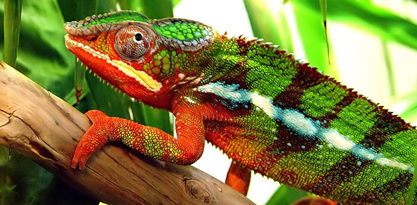 Chameleon Lizard Color Change