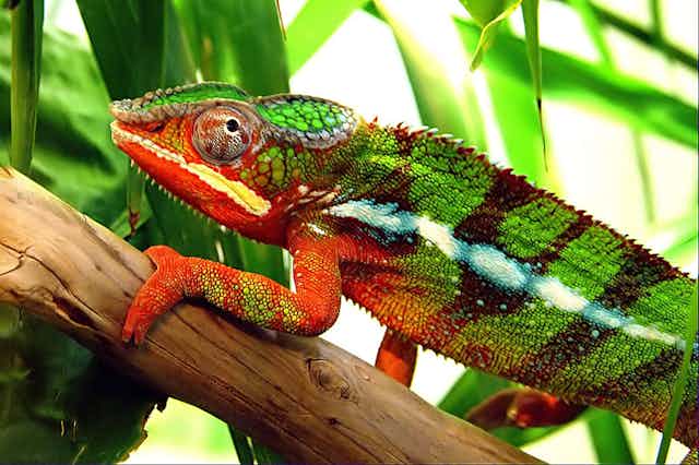 How do chameleons and other creatures change colour?