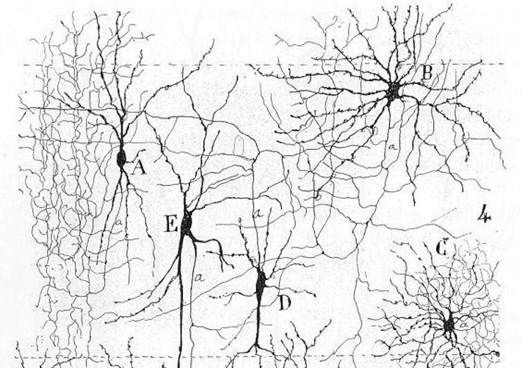 Brains keep temporary molecular records before making a lasting memory