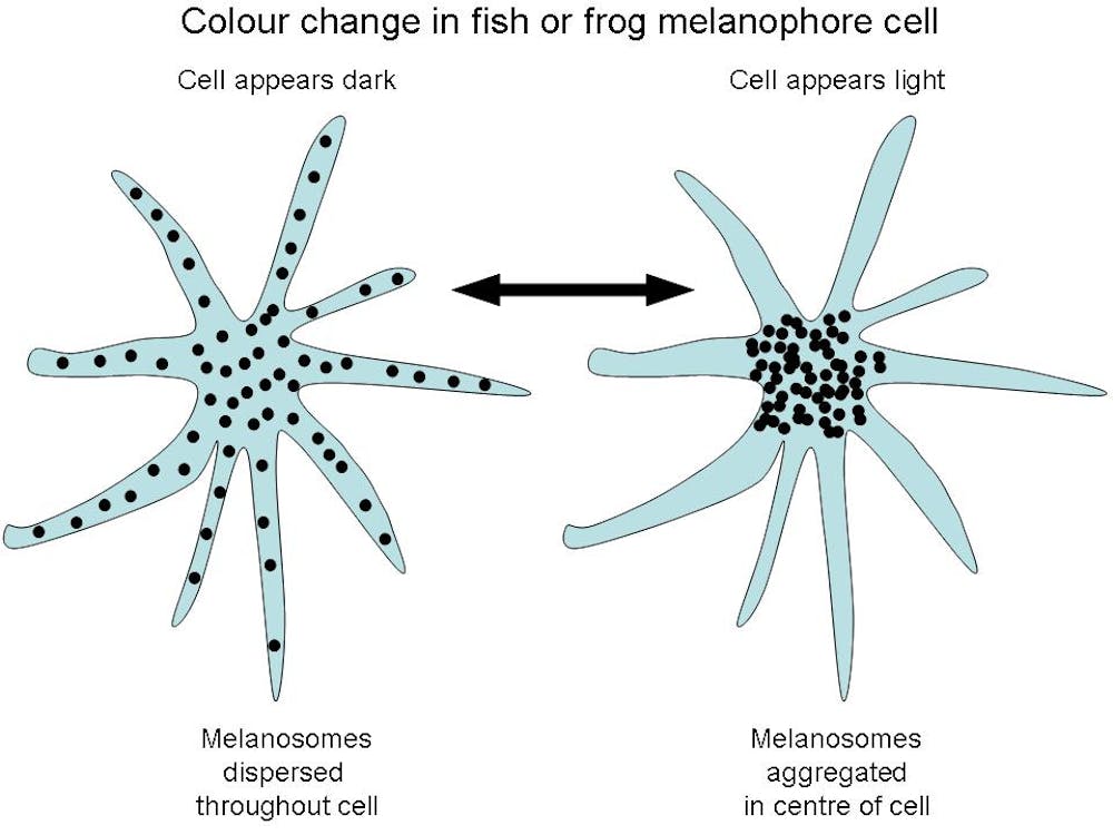 how do chameleons and other creatures change colour