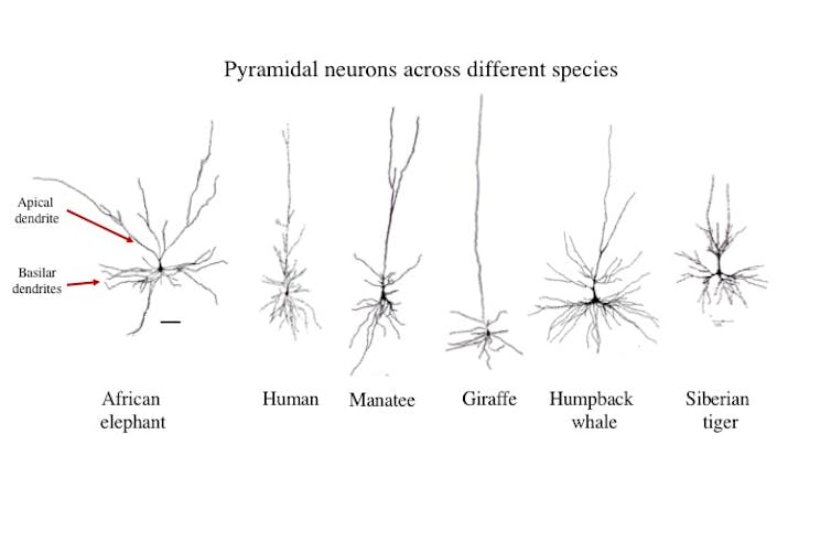 What elephants' unique brain structures suggest about their mental abilities