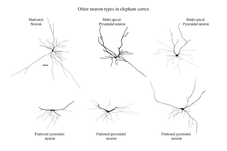 What elephants' unique brain structures suggest about their mental abilities