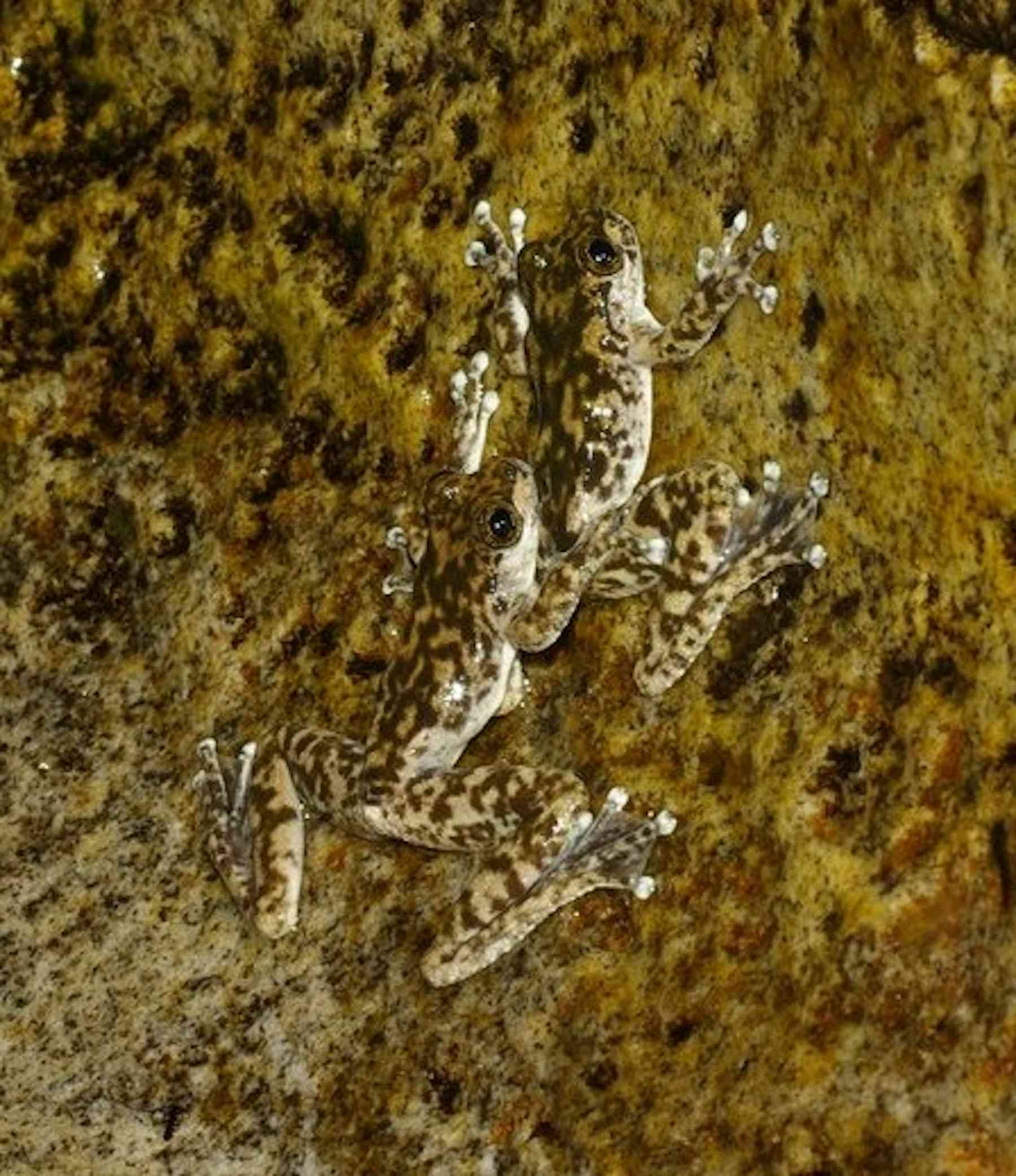 Are Vomerine Teeth Frogs Endangered? The Shocking Answer - ixebzfg